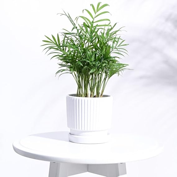 Ceramic Pot |Indoor Ceramic Planter for Home, Office, Garden, Balcony - White (4 Inch)